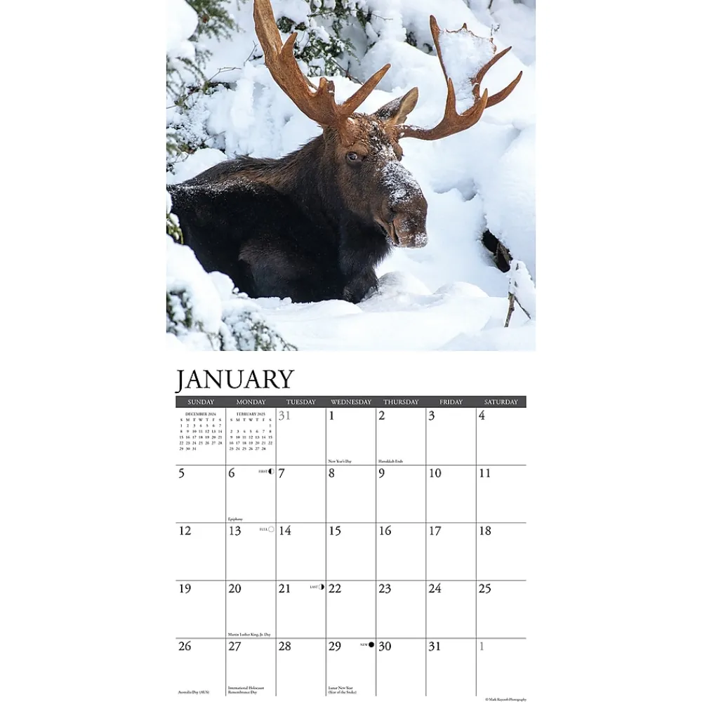2025 Calendars|Willow Creek 2025 Moose 12" x 12" Monthly Wall Calendar (44032)