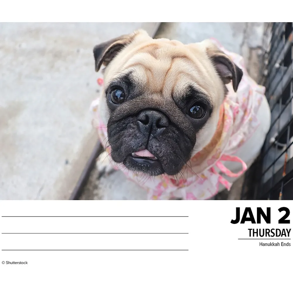 2025 Calendars|Willow Creek 2025 Pugs 6" x 5.5" Day-to-Day Calendar (40997)