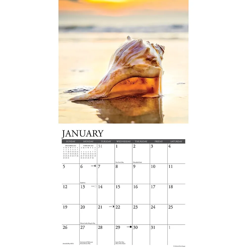 2025 Calendars|Willow Creek 2025 Seashells 12" x 12" Monthly Wall Calendar (44797)