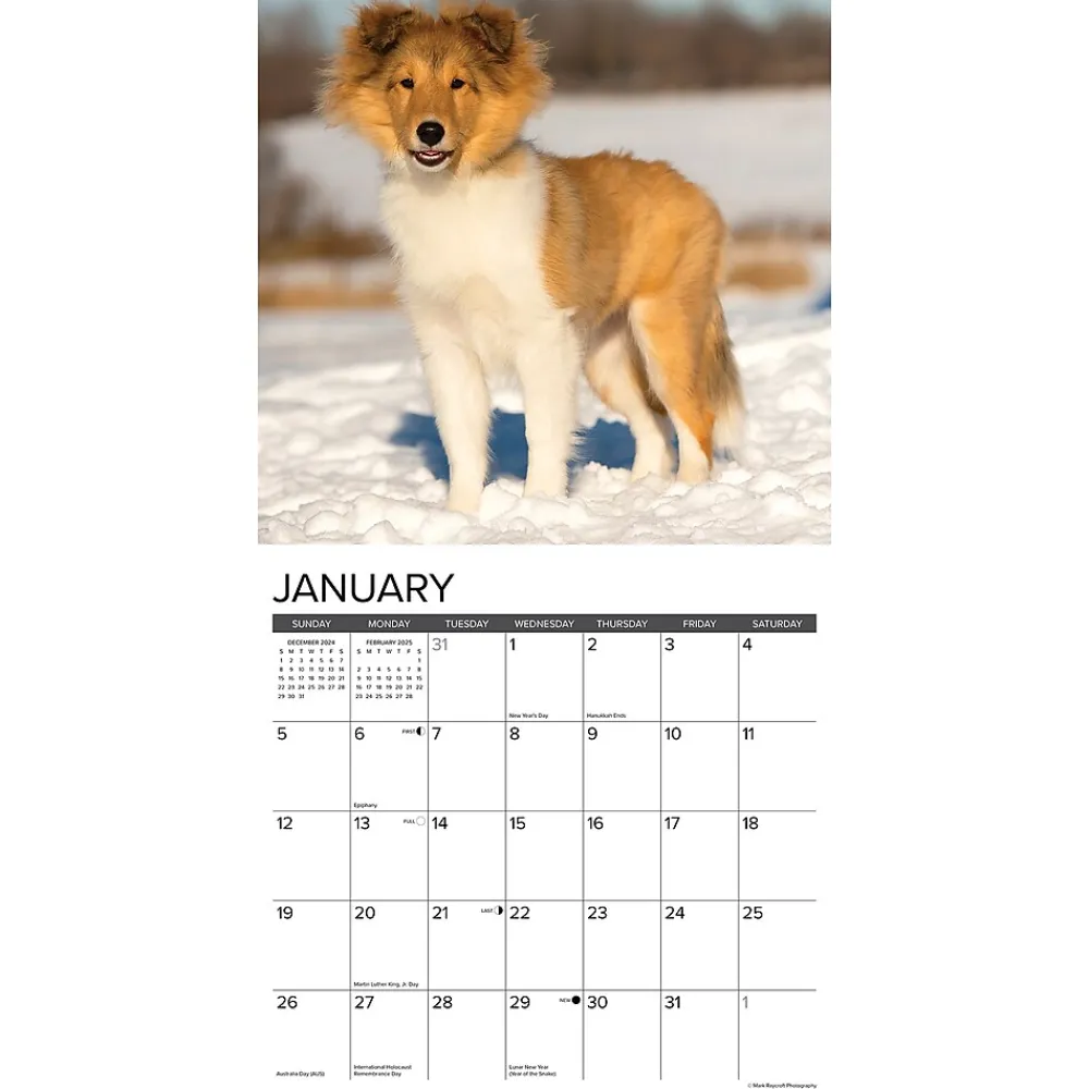 2025 Calendars|Willow Creek 2025 Sheltie Puppies 12" x 12" Monthly Wall Calendar (44834)