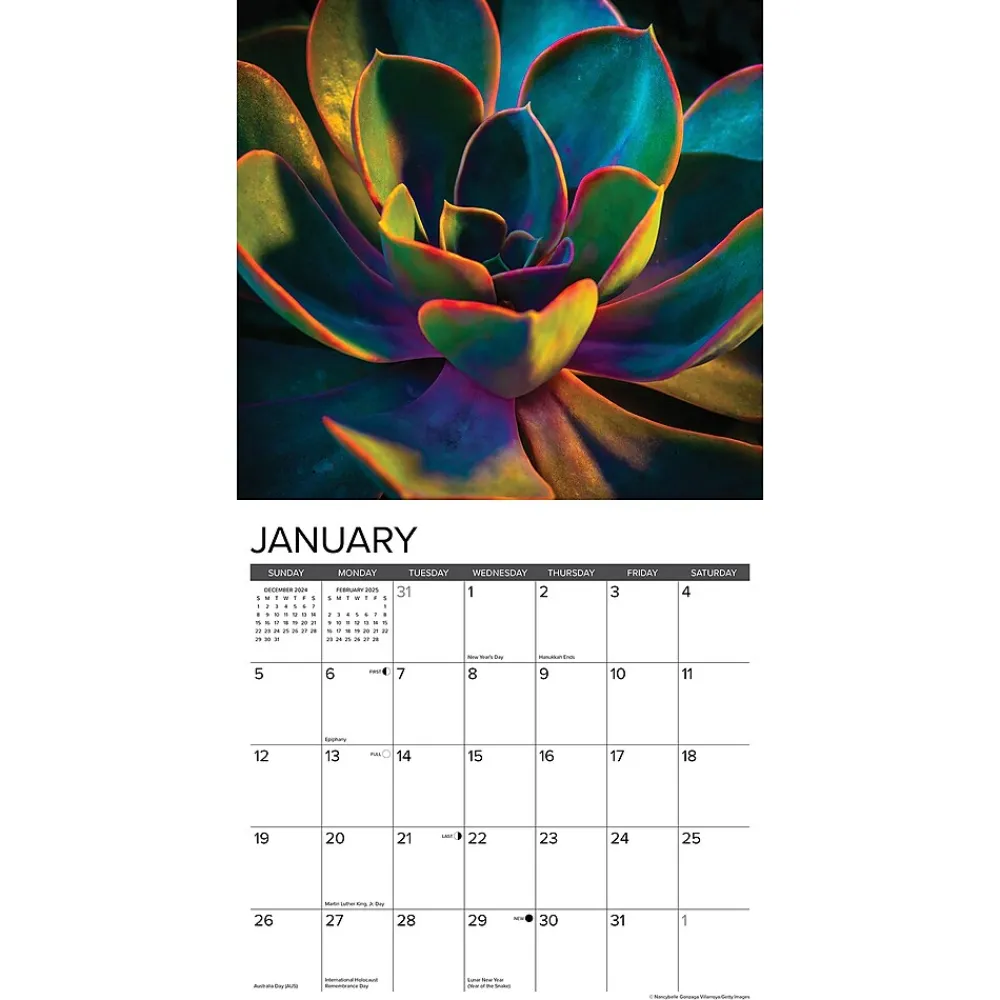 2025 Calendars|Willow Creek 2025 Succulents 12" x 12" Monthly Wall Calendar (45022)