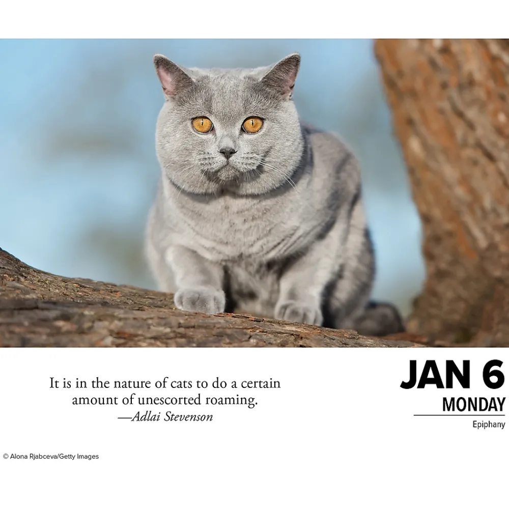 2025 Calendars|Willow Creek 2025 What Cats Teach Us 6" x 5.5" Day-to-Day Calendar (41109)