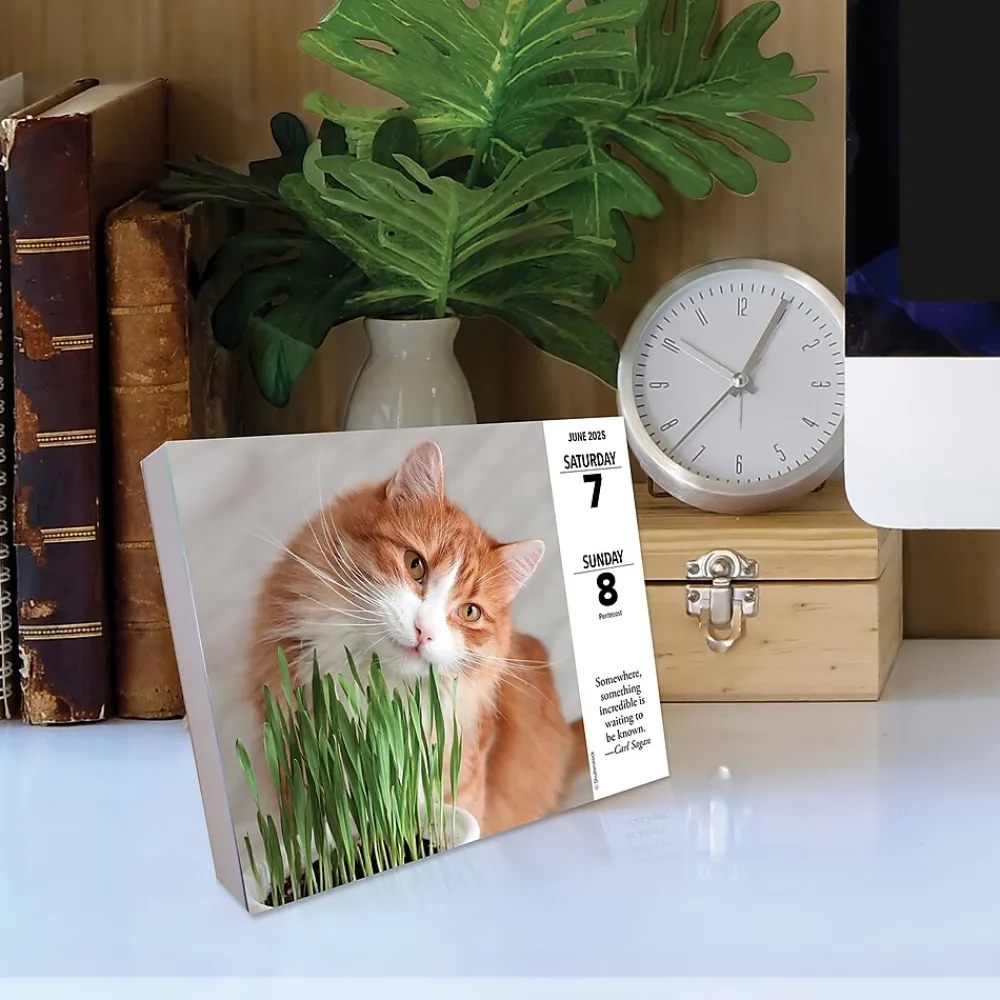 2025 Calendars|Willow Creek 2025 What Cats Teach Us 6" x 5.5" Day-to-Day Calendar (41109)