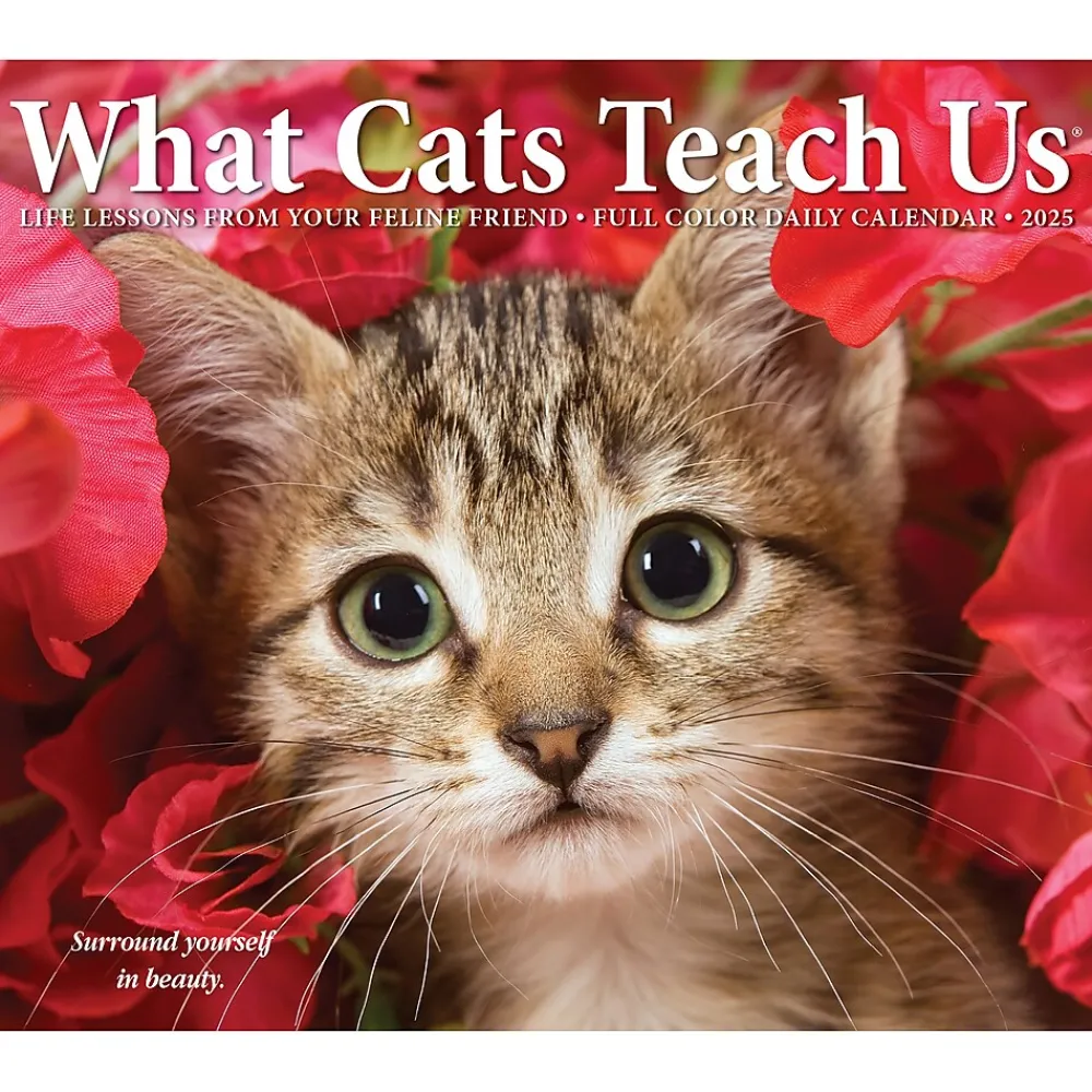 2025 Calendars|Willow Creek 2025 What Cats Teach Us 6" x 5.5" Day-to-Day Calendar (41109)