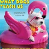 2025 Calendars|Willow Creek 2025 What Dogs Teach Us 12" x 12" Yearly Wall Calendar (45350)